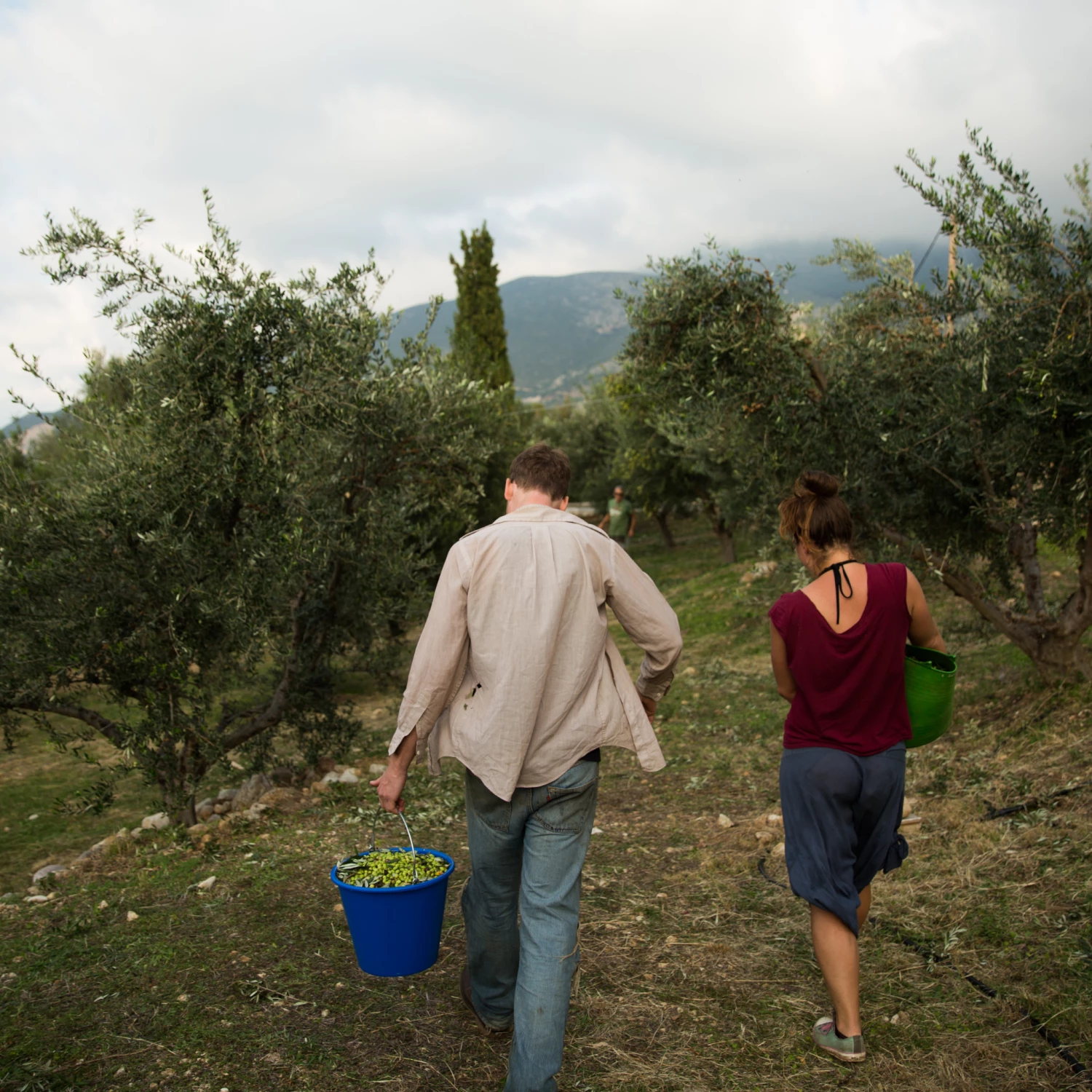 Honest Toil Extra Virgin Olive Oil 500ml Ingredients