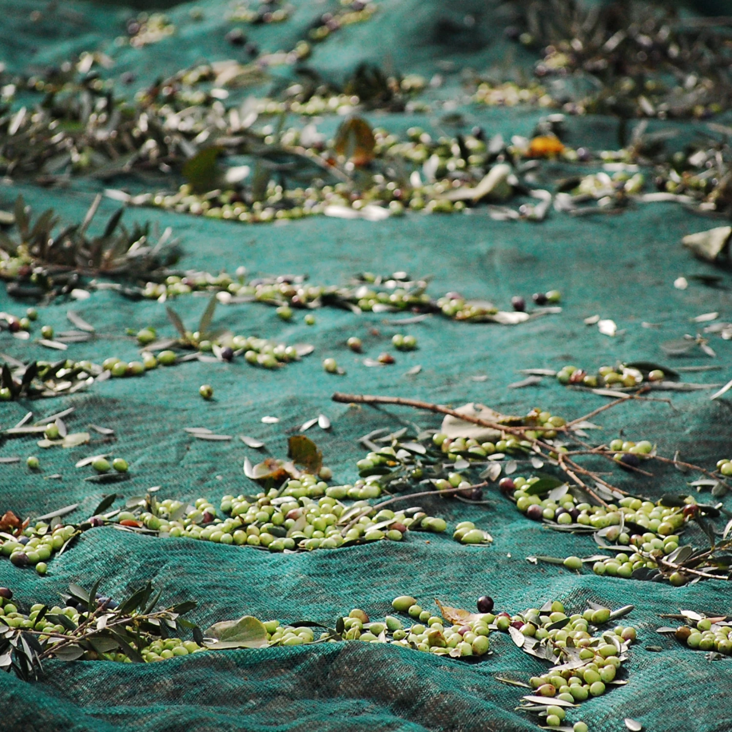 Honest Toil Extra Virgin Olive Oil 500ml Ingredients