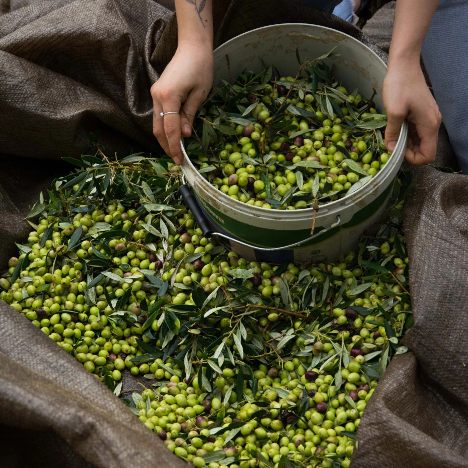 Honest Toil Extra Virgin Olive Oil 500ml Ingredients