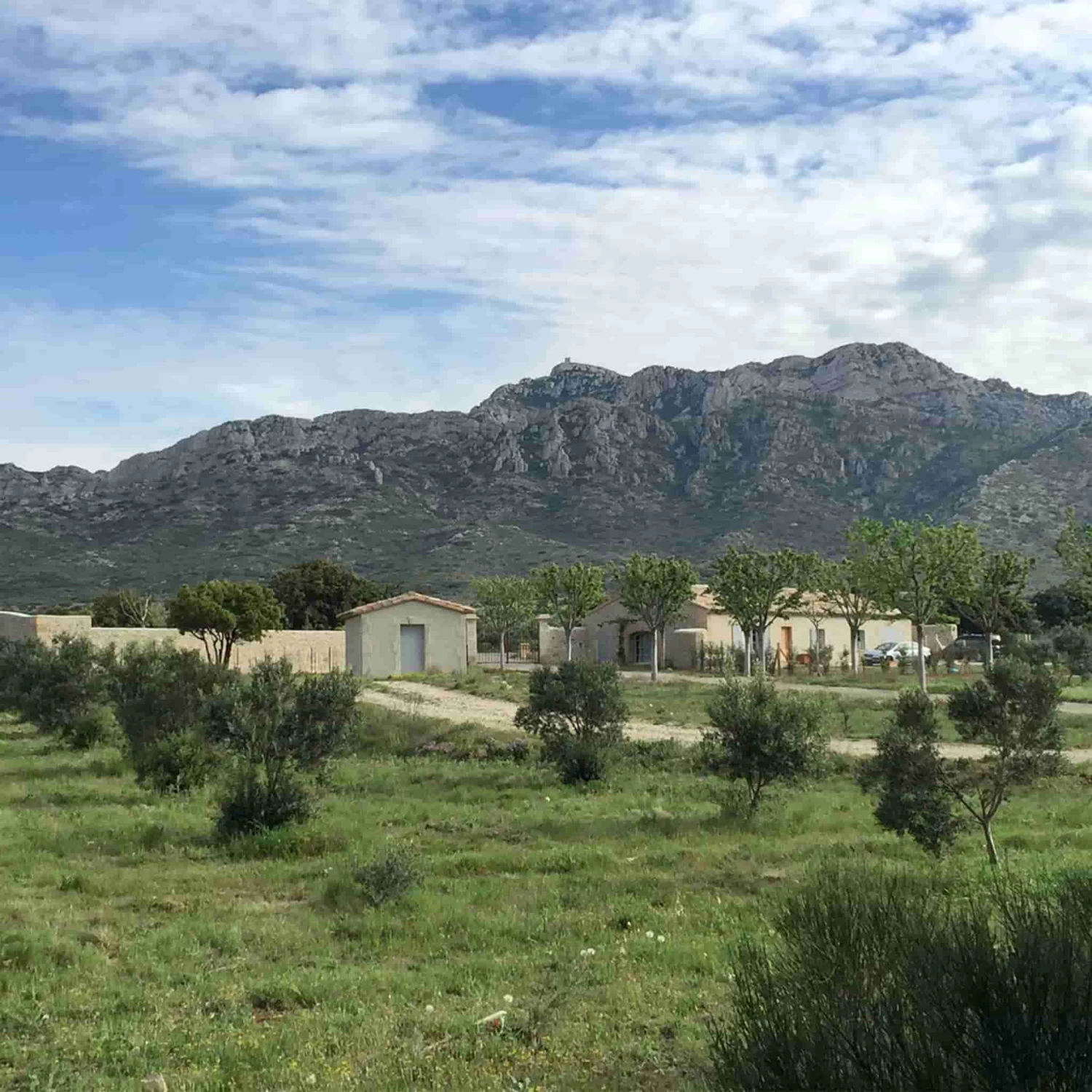 Ingredients Grand Brahis Vert AOP Vallee Des Baux De Provence Extra Virgin Olive Oil 500ml