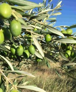 Ingredients Grand Brahis Vert AOP Vallee Des Baux De Provence Extra Virgin Olive Oil 500ml