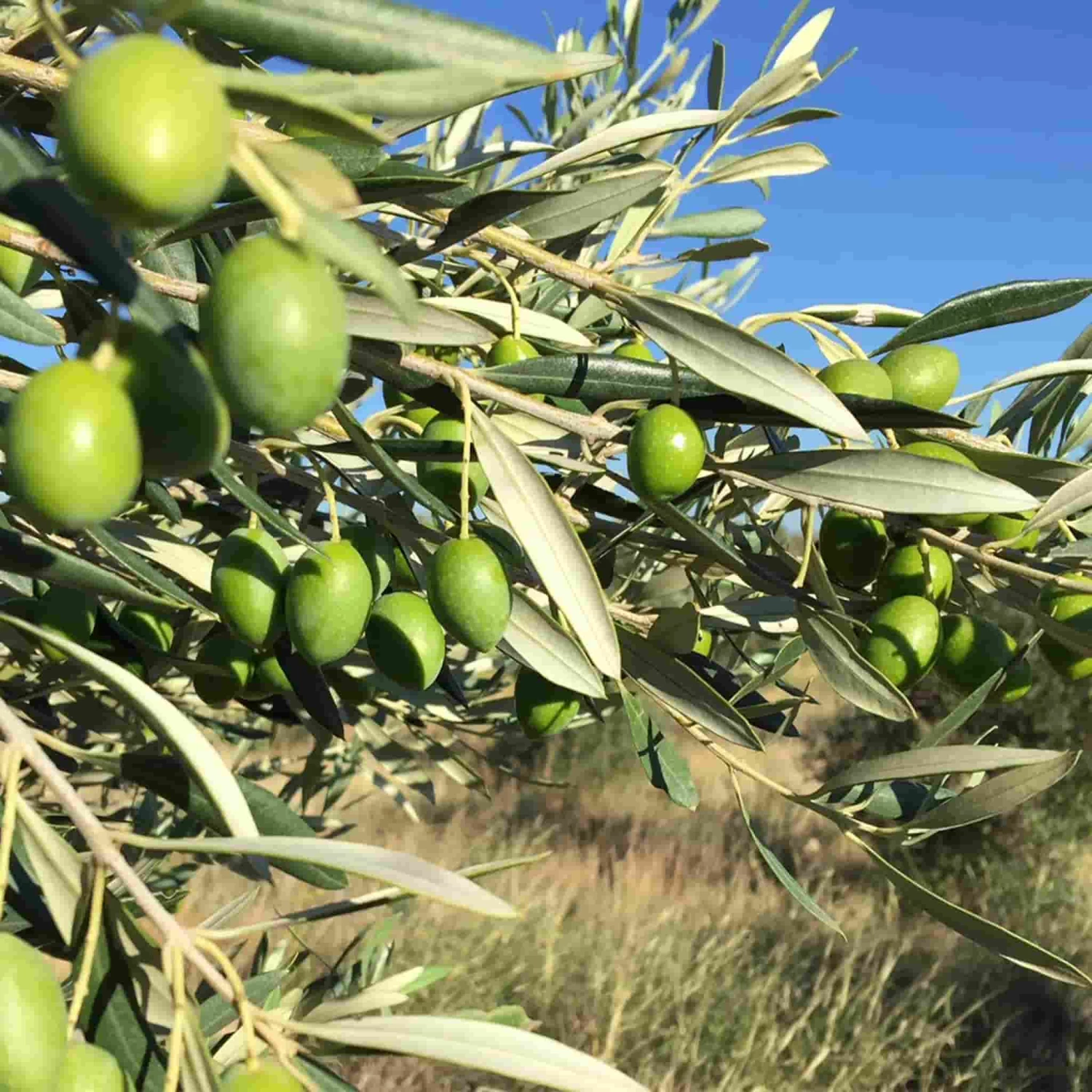 Ingredients Grand Brahis Vert AOP Vallee Des Baux De Provence Extra Virgin Olive Oil 500ml