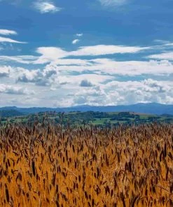 Ingredients Mulino Marino Organic 00 Flour 1kg